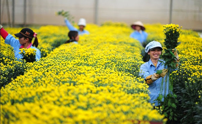 Có nên đi xuất khẩu lao động Nhật Bản tại Đắk Lắk ngành nông nghiệp hay không?